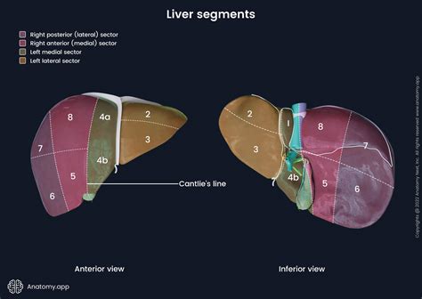 Liver | Encyclopedia | Anatomy.app | Learn anatomy | 3D models ...