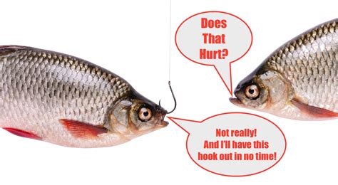 Do Fish Die If You Leave Hook at Robert Fabry blog