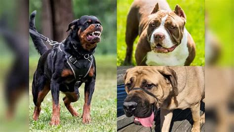 Banned Dogs In India,മനുഷ്യ ജീവന് ഭീഷണി; ഇരുപതോളം വിദേശയിനം നായകളെ ...
