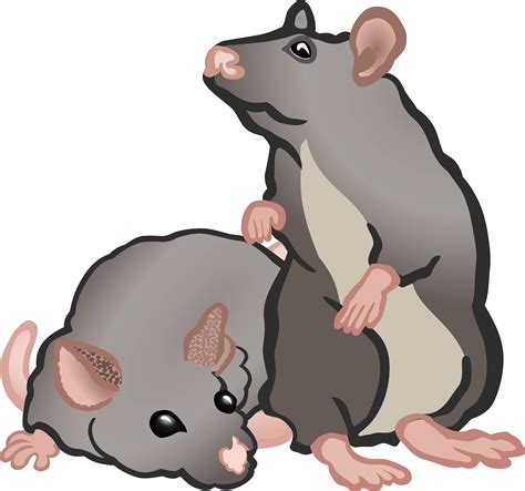 clip art rat 20 free Cliparts | Download images on Clipground 2025