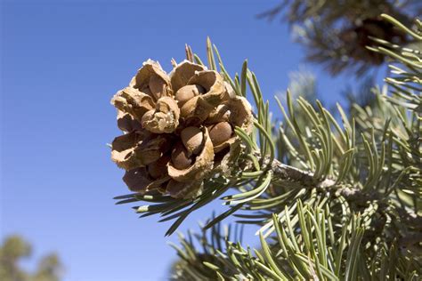 Pine Nut Harvesting - Tips On How To Grow Pine Nuts And Harvest Them ...