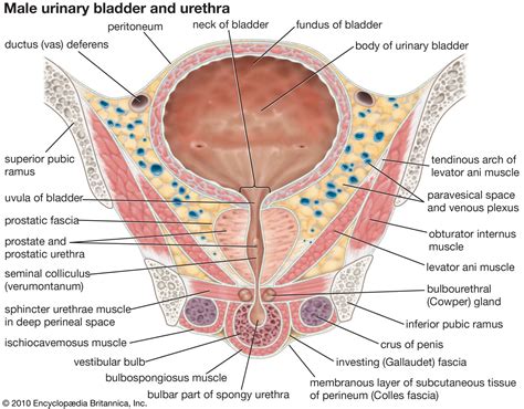 Urinary bladder | Urinary System, Muscular Structure, Urine Storage | Britannica - length of urethra in male and female