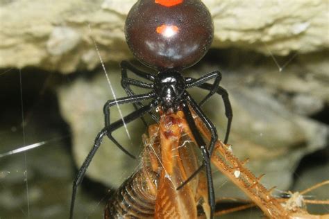 How Many Eyes Does A Black Widow Have