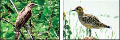 Three rare migratory birds spotted in Salem | Salem News - Times of India