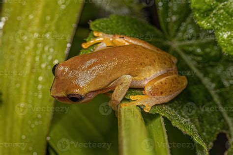 Image result for Small Tree Frog