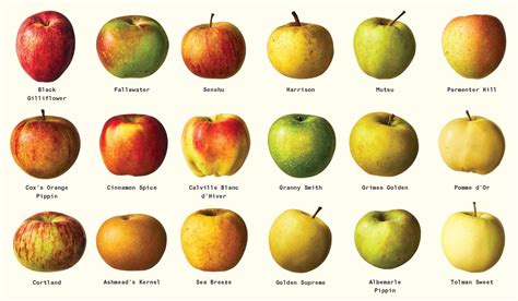 Cooking Apple Types 的图像结果