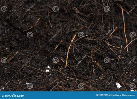 Black Fertilize Soil Ready To Planting, Good Organic Soils with Root ...