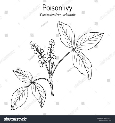 Poison Ivy Plant Drawing
