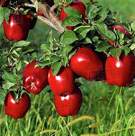 Healthy Vibe Kashmiri Apple Red Hybrid Grafted Live Plant (Kashmiri ...