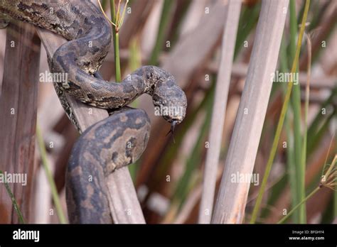 African Rock Python Baby 的图像结果