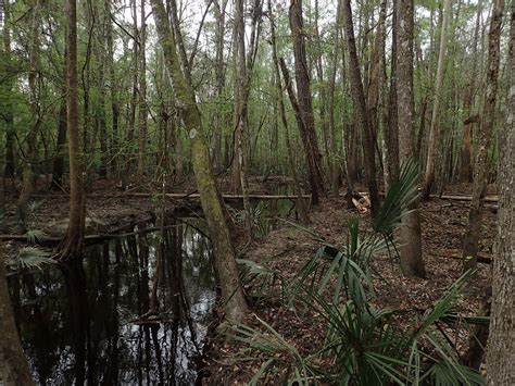 Streams-to-Sinks at San Felasco | Florida State Parks