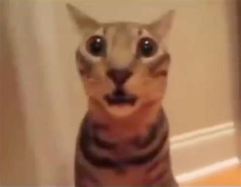 Image result for Scared Cat PFP