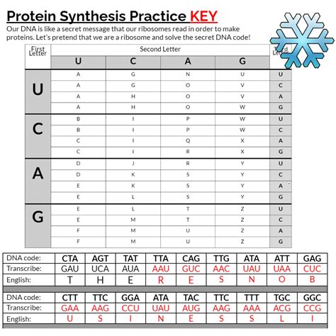Image result for Protein Synthesis Practice