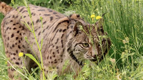 Interesting facts about the Iberian lynx: habitat, diet and threats