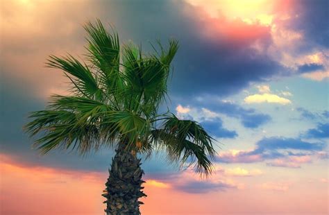 Palm tree against dramatic sky | Premium Photo