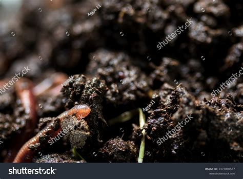 1,023 Earthworm Species Images, Stock Photos & Vectors | Shutterstock
