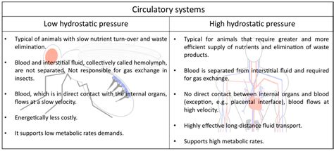 On the Morphology of the Drosophila Heart