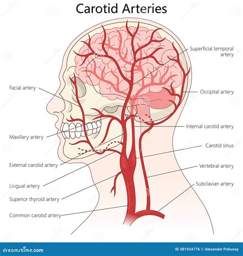Arteries Of The Neck Cartoon Vector | CartoonDealer.com #202264993