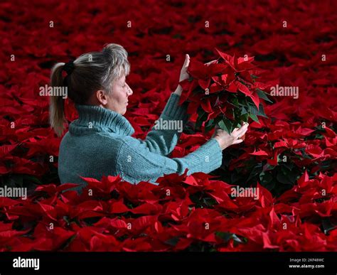 Horticultura ornamental hi-res stock photography and images - Alamy