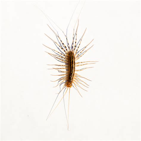 House Centipede - Pest Control | Spokane WA | Coeur d'Alene ID