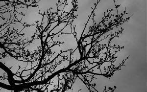 Wallpaper tree, branches, birds, minimalism, bw hd, picture, image
