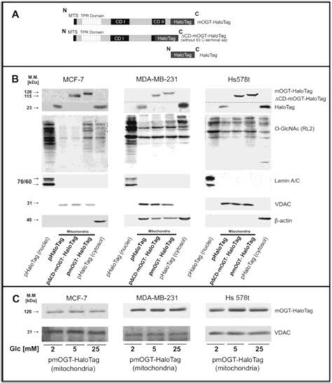 Mitochondrial O-GlcNAc Transferase Interacts with and Modifies Many ...