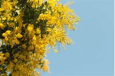 mimosa in vaso come curare la mimosa in vaso come fare tutto mimosa in vaso come curare la mimosa in vaso come fare tutto