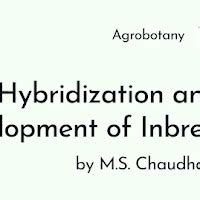 Hybridization and Development of Inbred Lines and Hybrids