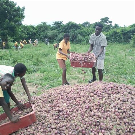 Ghanaian school sets example for local onion production, challenging import dependency - EFO CONNECT