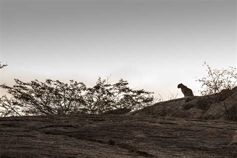 In The Kingdom Of Leopards | Nature inFocus