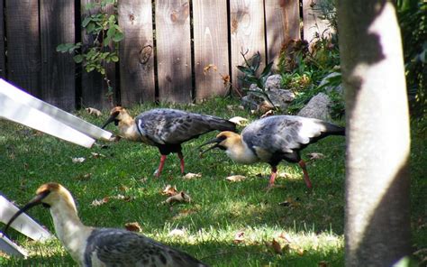 CABANAS DEL CAUQUEN (San Martin de los Andes) - Campground Reviews ...