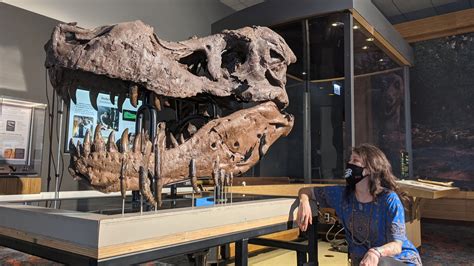 Holes in biggest T. rex fossil continue to baffle scientists | Daily Sabah