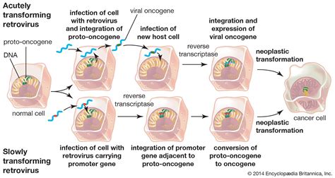 Image result for Transcriptase Inverse Function