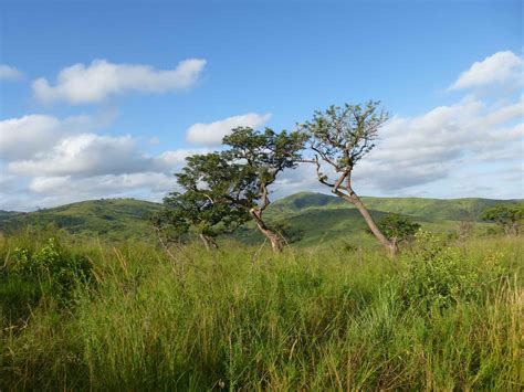 Beauty of Africa 的图像结果