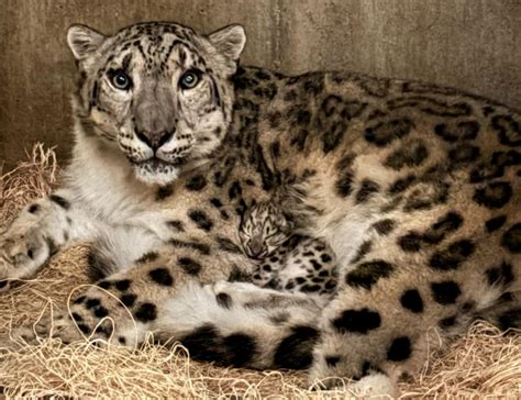 Aw! New snow leopard cub makes debut at Michigan zoo, ‘doing well’ with ...