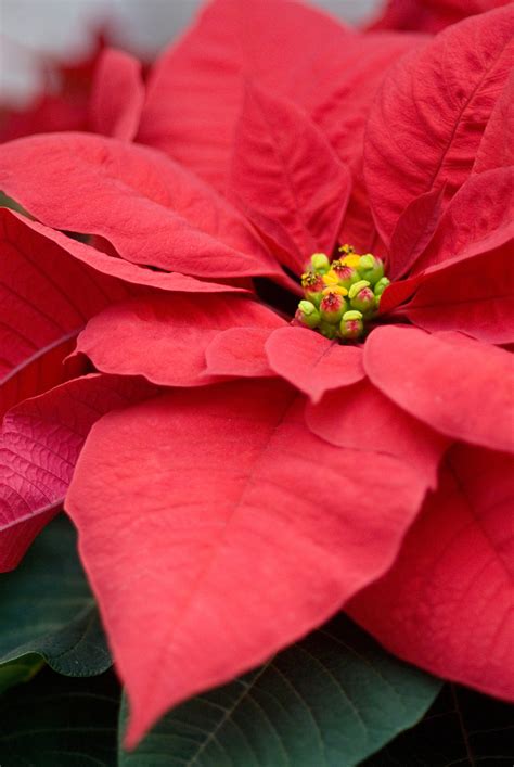 Why poinsettias are the official Christmas flower