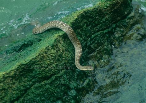 Lake Erie Images — Sweetwater Visions