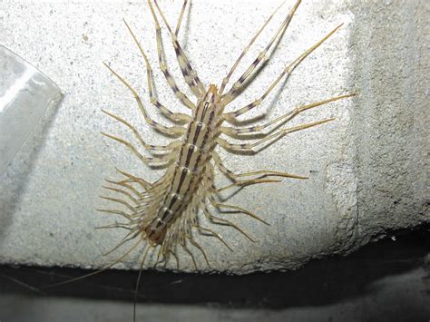 Centipedes - Pest Control