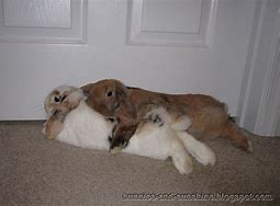 Image result for Rabbit Hug