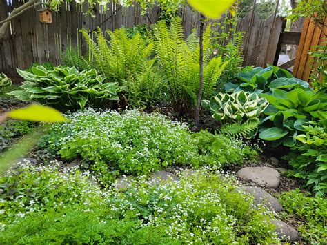 15 Flowering Ground Covers For Shade