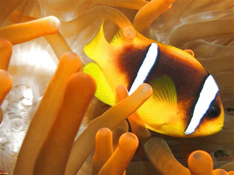 Sea Fish 的图像结果