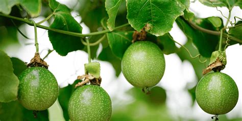 The Comprehensive Guide to Passion Fruit Planting & Harvesting ...