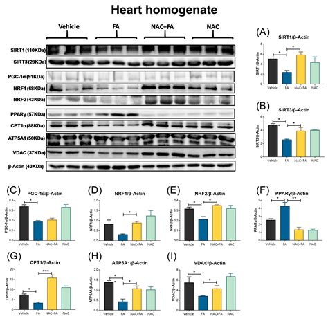 NAC Pre-Administration Prevents Cardiac Mitochondrial Bioenergetics ...