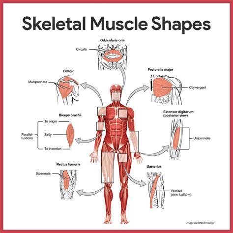 Muscular System Anatomy and Physiology | Skeletal muscle, Muscular ...