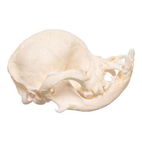 The Pug Skull: All About This Brachycephalic Dog