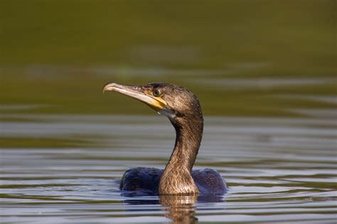 Species in Focus: Cormorant - Irish Wildlife Trust