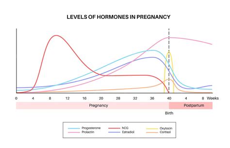 Premium Vector | Levels of hormones in pregnancy hcg prolactin cortisol ...