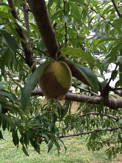 Icky Peaches | Walter Reeves: The Georgia Gardener