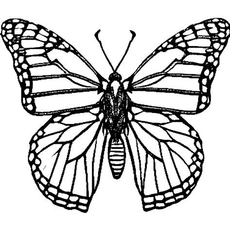 Monarch Butterfly Coloring Page · Creative Fabrica