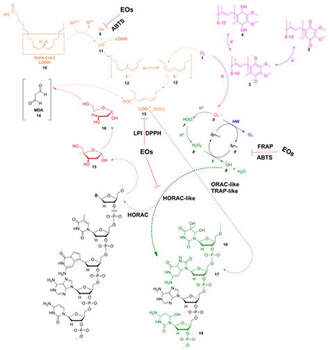 In Vitro Antioxidant and In Vivo Antigenotoxic Features of a Series of ...